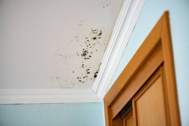 Best Same-Day Mold Removal  in Clyde Hill, WA