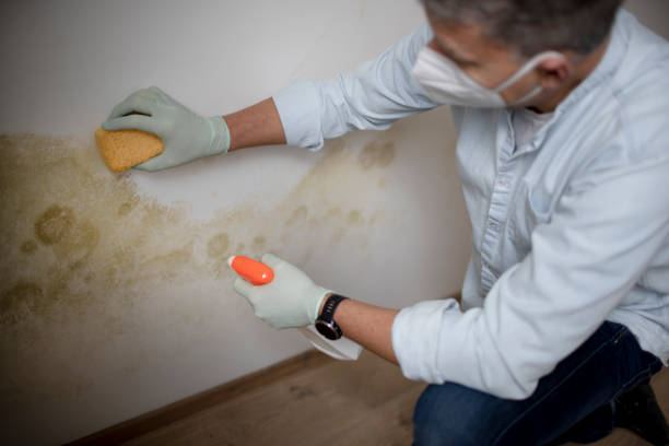 Best Toxic Mold Removal  in Clyde Hill, WA
