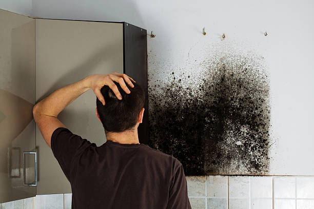 Best Office Mold Removal Services  in Clyde Hill, WA